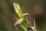 Giant orchid